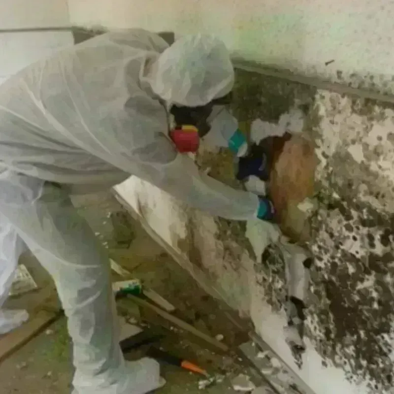 Mold Remediation and Removal in Cumberland County, NC